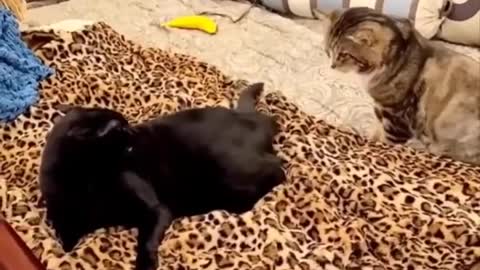 Nice Cats Funny Video -007