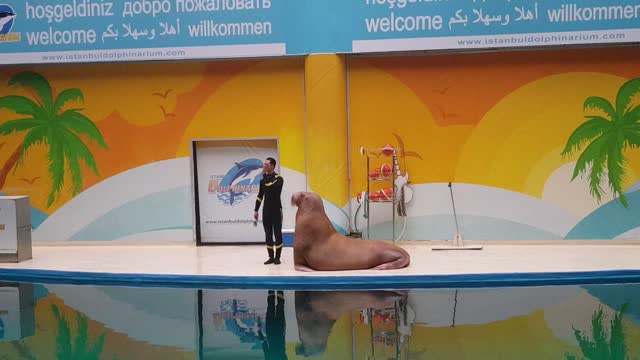 Seals dance with the trainer