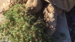 Marsellus chomping on some spurge