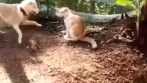 Cute cat angry fight with Two cat