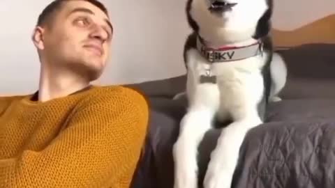 Funny husky dogs