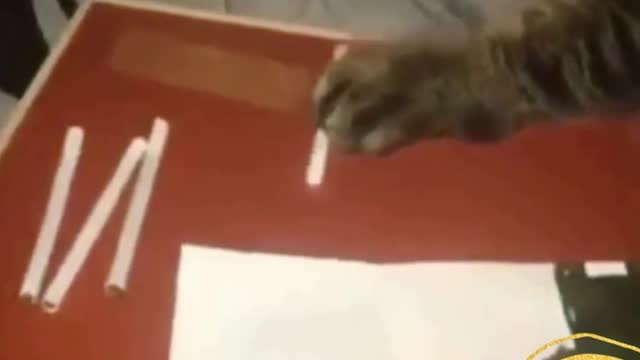 CAT CATCHING A CIGARETTE LATER! - FUNNY CATS AND CUTE #SHORTS