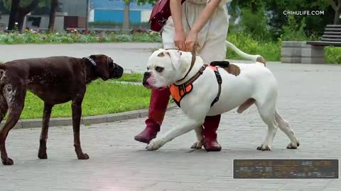 American bulldog vs Pitbull - Full comparison