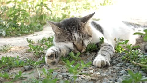 The cat in its moment of relaxation