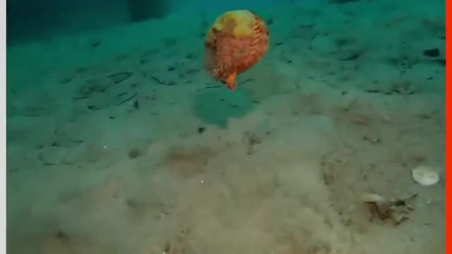 Rare Scallop Swims Across Seabed