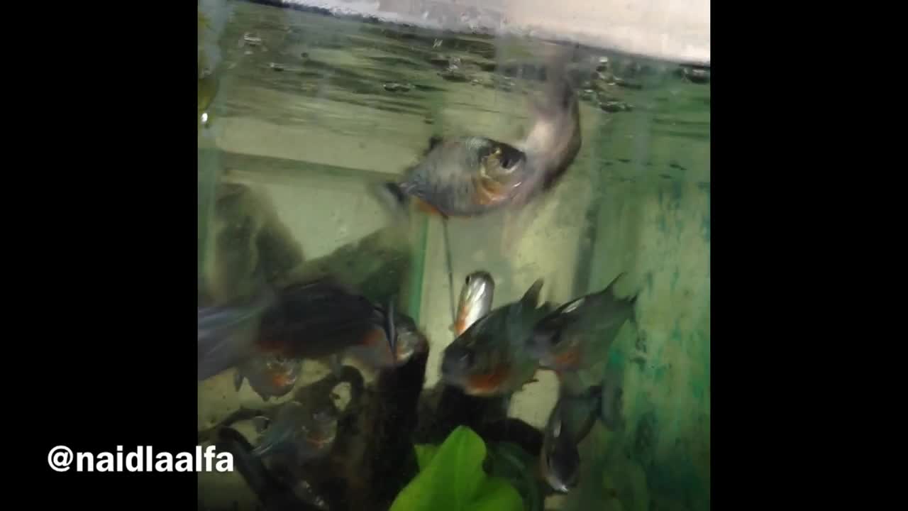 watch piranha eat live frog