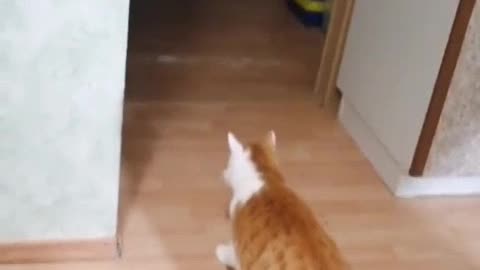 Cat Fail