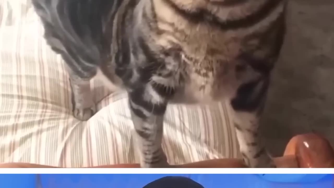 FUNNY ANIMALS 😹🐶 PART 7 😂😂😂😂😂😂😂😂😂