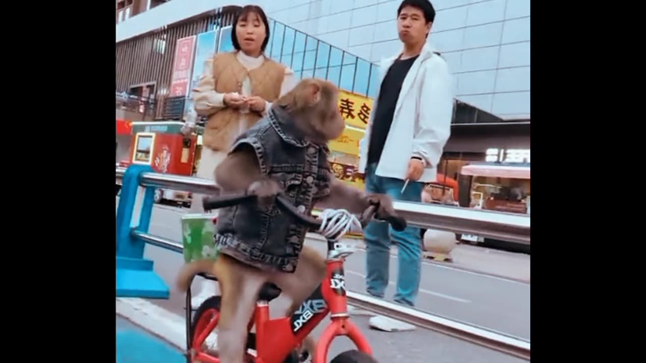 Monkey cycleling for Rode #Monkey funny #monkey comedy #smart Monkey