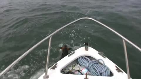 Overboard Maverick- Dog jumps on Dolphins (Really Funny-Must See)