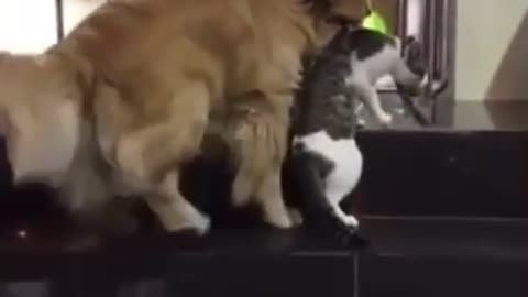 Golden avoids cat fight ‘’Golden interrumpe pelea de gatos’’