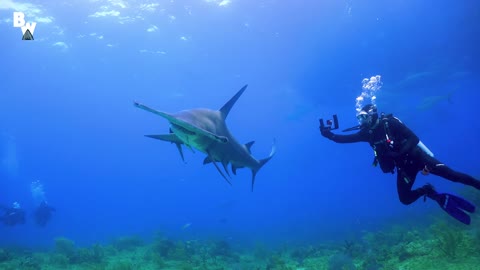 Hammerhead Shark Filmed in Bahamas!