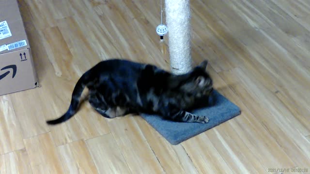 Cassie at play this morning