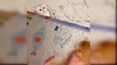 CUTE AND FUNNY CAT MOMENTS