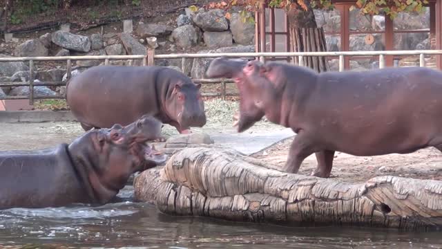 Fighting Hippos