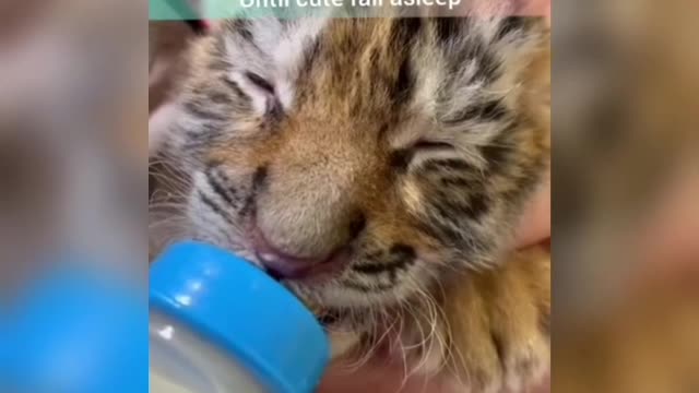 Funny baby Tiger