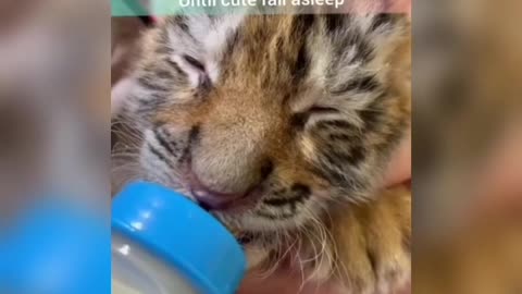 Funny baby Tiger