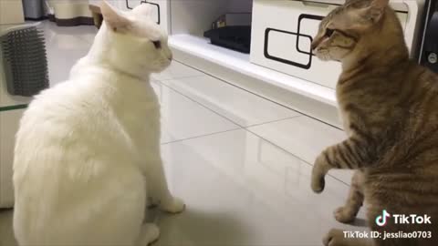 CATS TALKING | THESE ARE TALKING CATS 😂😂😂 CATS BEING SILLY