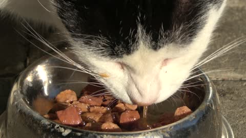 Cat Eating Food