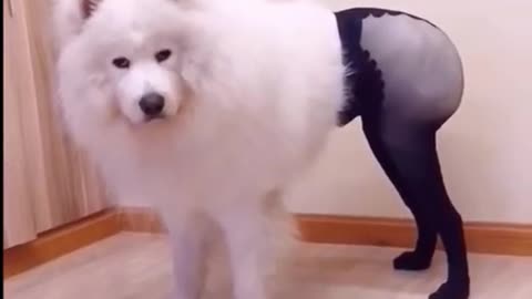 funny cute dog in pants