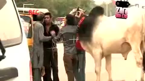 Cow In Rikshaw