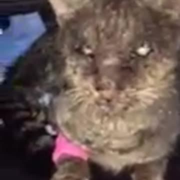 El gatito que nadie quería tocar por su lamentable estado tras un año sin contacto humano