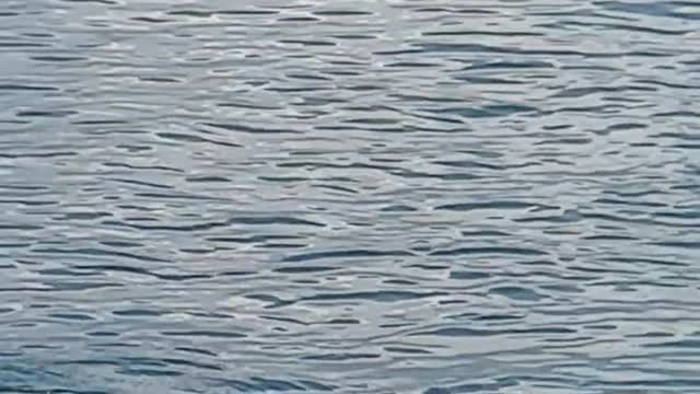 Sea ​​turtle in the blue lagoon