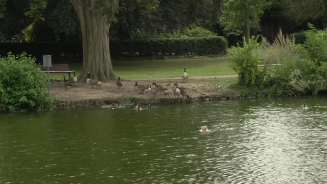 geese by the lake raw 1