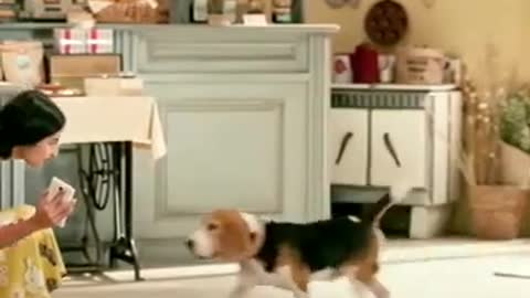 pets for funny