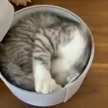 The cat climbed into the box