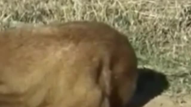 dog getting a big scare