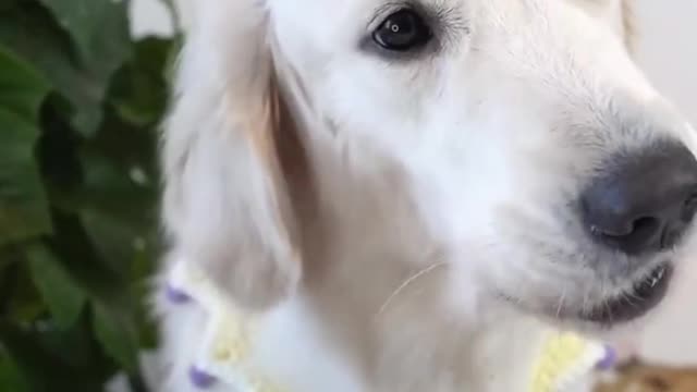 asmr cute dog eating videos