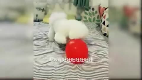 Funny Dog Entertainment