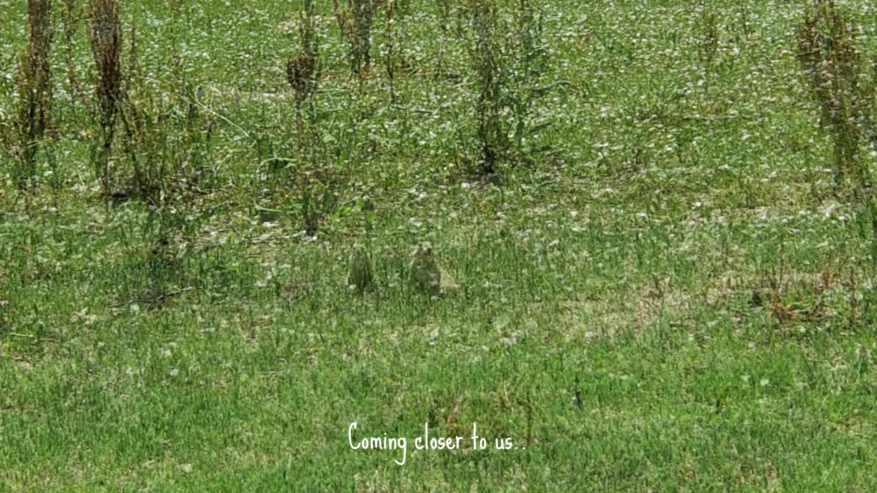 Feeding Prairie Dogs III