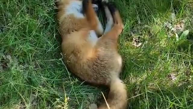 PETTING a Sleeping WILD FOX.