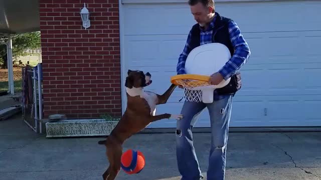 Boxer Loves to Play Basketball