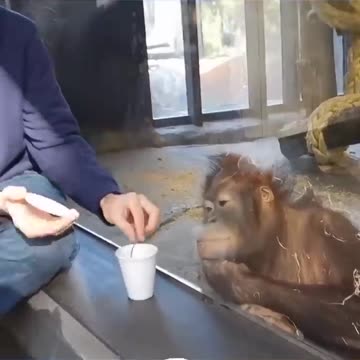 Monkey reaction to magic || funniest reaction on magic || #shorts #shortvideo #monkey