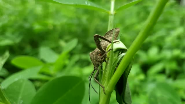 Insect on the leaf