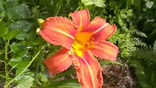 Tiger Lily