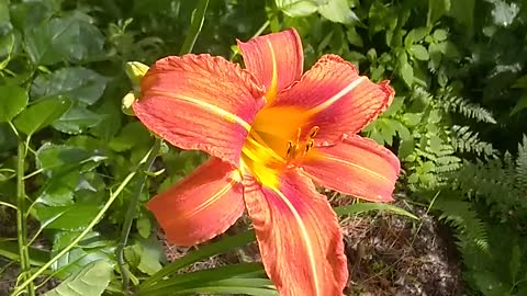 Tiger Lily