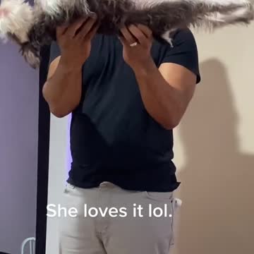 Miniature Schnauzer loves the stretching exercise and messages