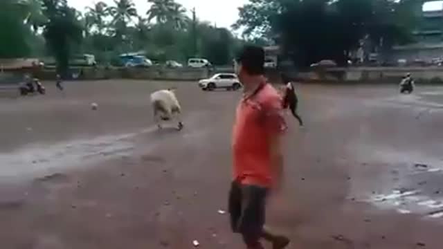 A cow playing football with humans.