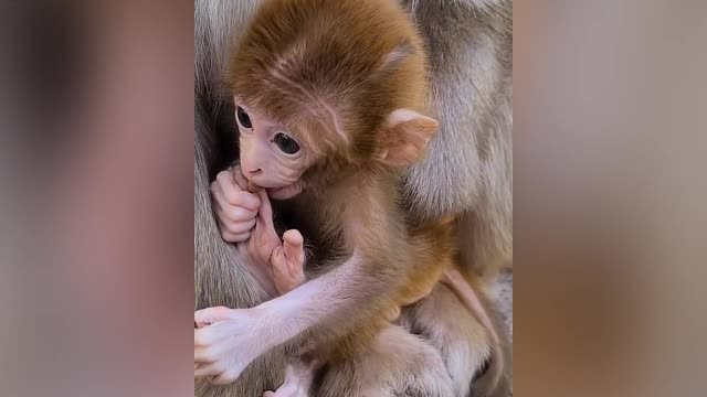 see a very cute monkey