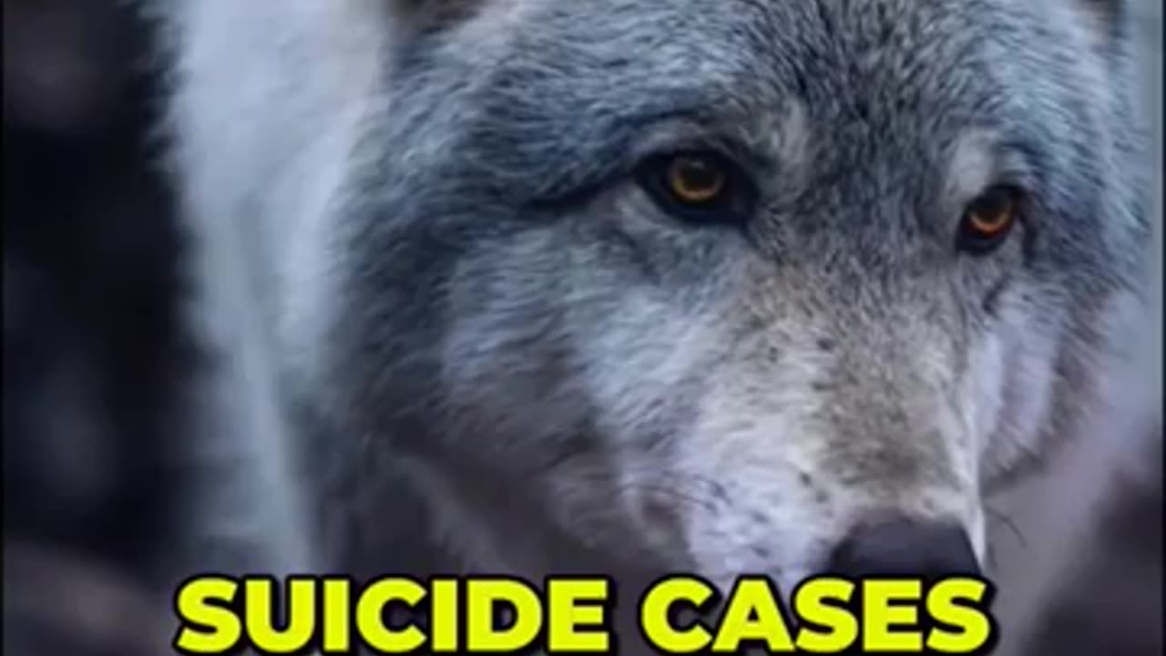 Why wise people always say live like a wolf