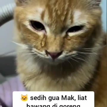 Orange Cat cries because of sliced ​​red onions