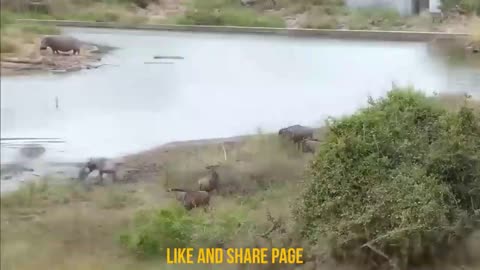 Wild animal fight