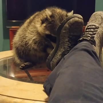 Mapache ayuda a dueña a quitar piedras de sus zapatos