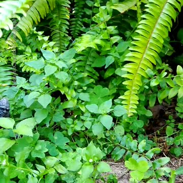 Bigfoot Sighting in Florida!!!