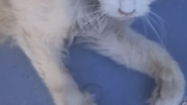 So cut and lovely cat #wow#Viral cat# look Osom