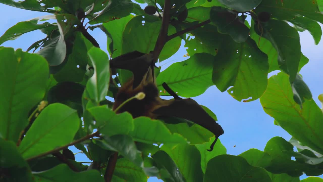 Close up. Large flying fox hangs out of a branch. Huge Bat from Mauritius. Green background